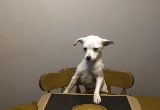 CHIHUAHUAS ARE NOT SMALL LABRADORS