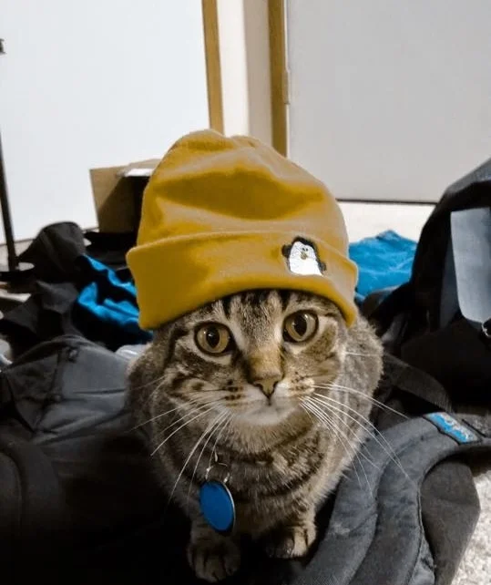 CATS IN HATS