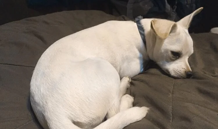 THE DOWNSIDE OF KEEPING YOUR PETS SAFE THAT NO ONE IS TALKING ABOUT