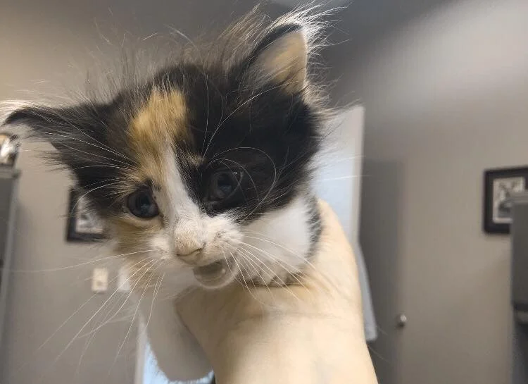 I SAW A KITTEN FOR THE FIRST TIME! AGAIN!