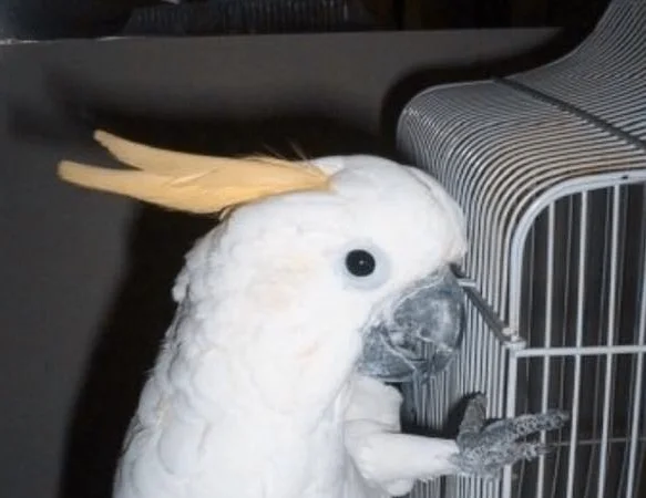 CAN YOUR DOG DO THAT?