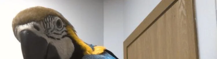 BIRDS DON’T SNEEZE