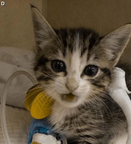 INTERNAL MEDICINE AND CRITICAL CARE SPECIALIST DR. CHRIS BYERS ON CONSTANTLY SEEING SICK PETS, PART 1