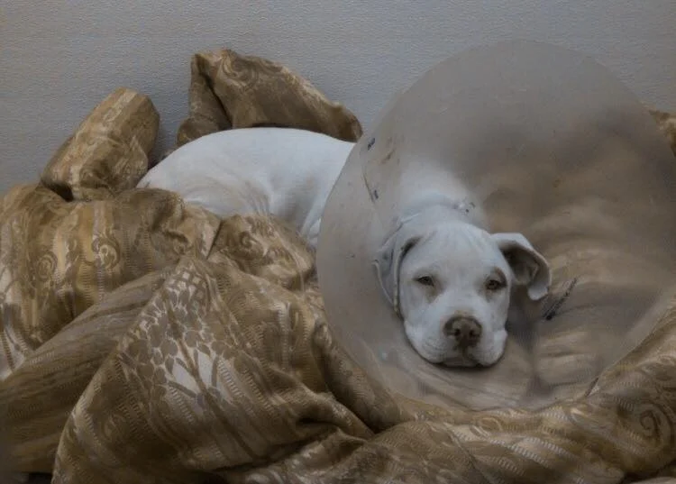 INTERNAL MEDICINE AND CRITICAL CARE SPECIALIST DR. CHRIS BYERS ON CONSTANTLY SEEING SICK PETS, PART 2