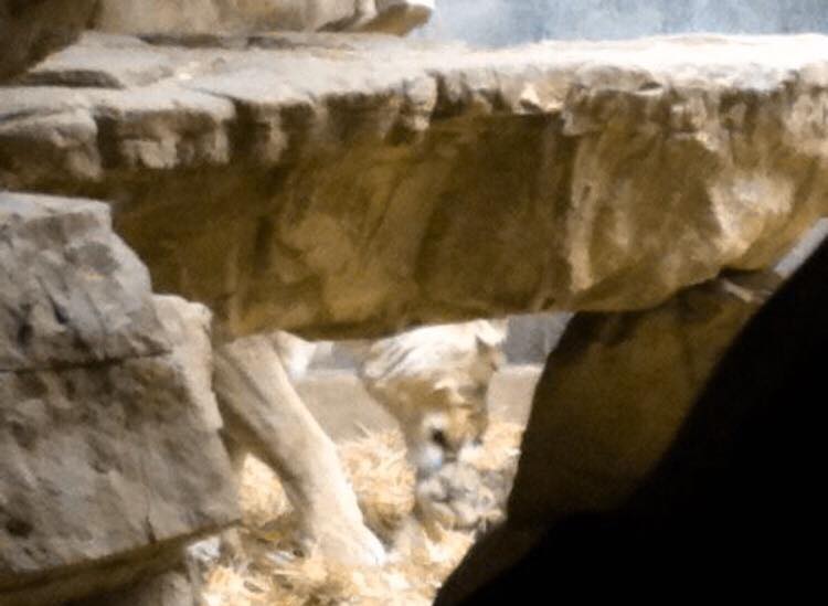 WHERE DO BABY LIONS COME FROM?