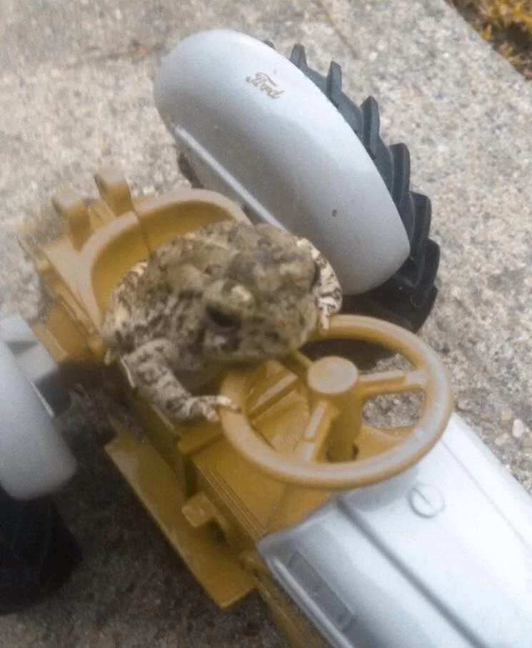 A TOAD DRIVING A TRACTOR