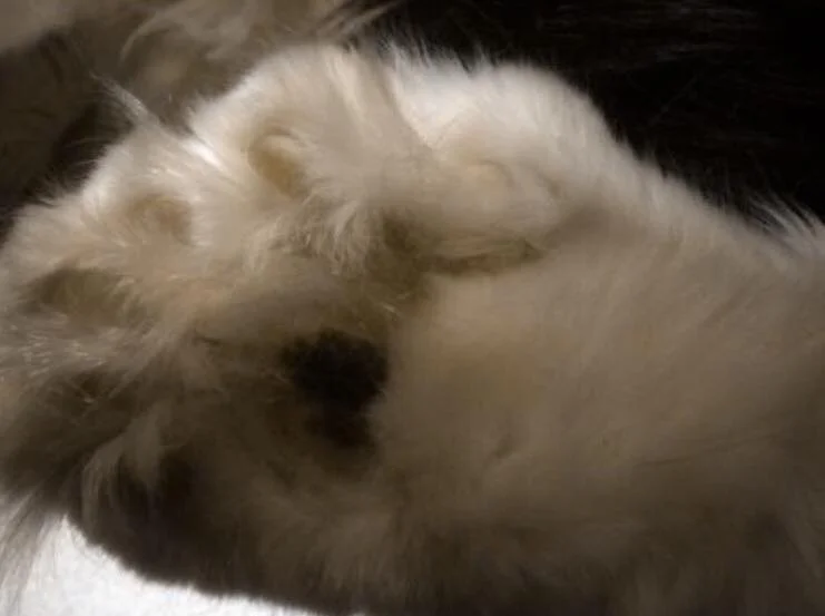 POLYDACTYL PAWS ARE THE BEST PAWS