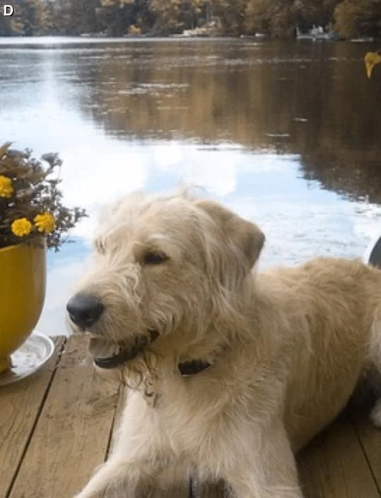 HAIRY, THE PUP WHO LIVED