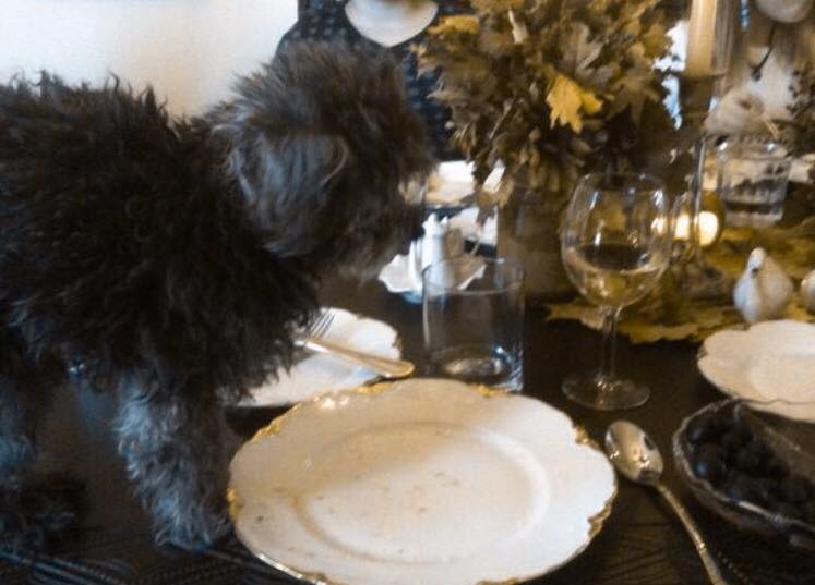 Thanksgiving 2012 - Ernie on the Thanksgiving table! Mom says I put him there? Maybe!