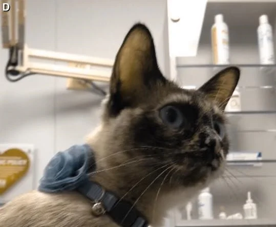 AND THAT’S HOW THE OBSESSION STARTED