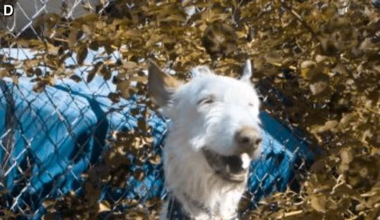 THE STORY OF THE DAY I MET MY FIRST IBIZAN HOUND