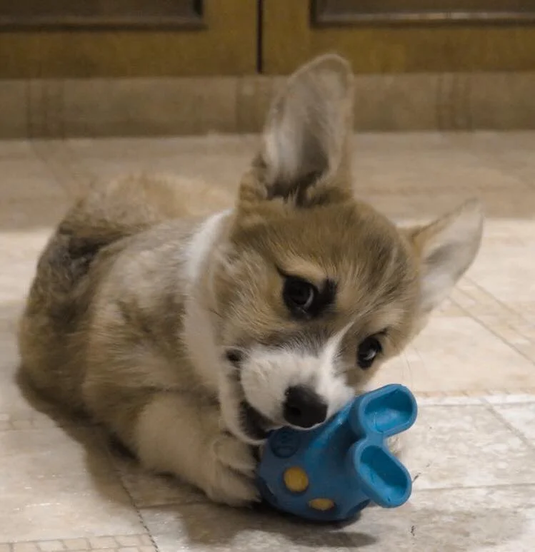 SOMETIMES GOD WORKS IN MYSTERIOUS WAYS, AND OTHER TIMES HE SENDS A CORGI