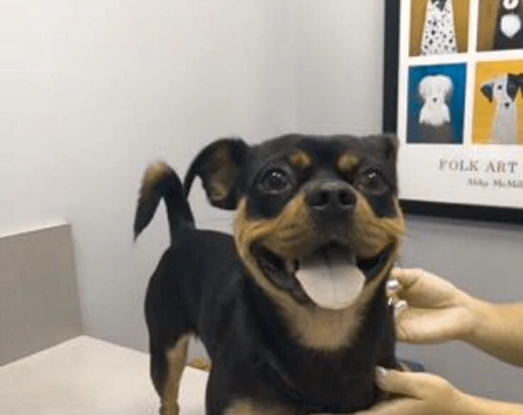 BRUCE WAYNE, BAT PUG