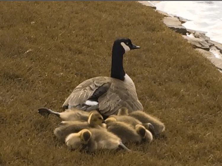 ALL THE GOSLINGS