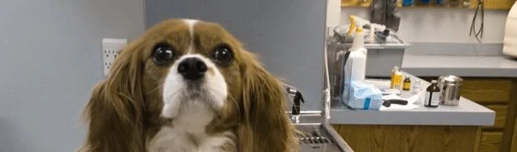 BEING COMPARED TO SOMETHING CUTE AND SNUGGLY