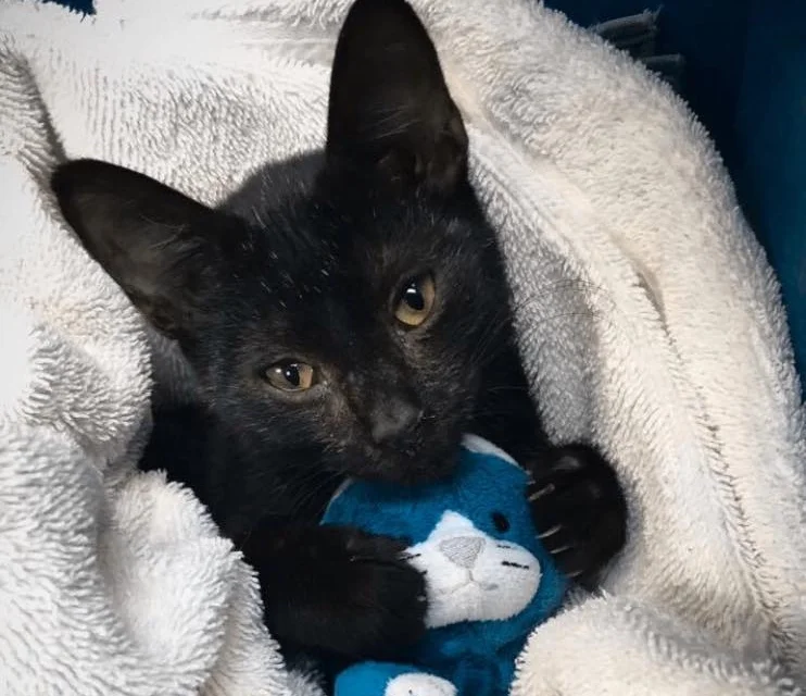 PETTING PUPPIES AND HOLDING KITTENS