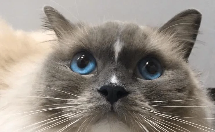 HOW GORGEOUS IS THIS CAT?