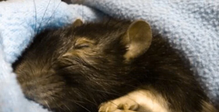 THERE ARE NO ALLERGIES IN WRITING