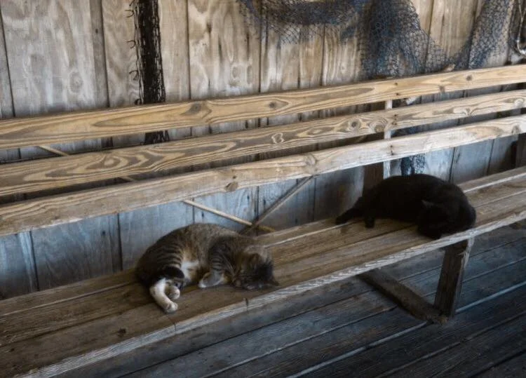 I WANT TO BE THAT GUY