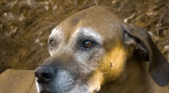 BLESSED IS THE PERSON WHO HAS EARNED THE LOVE OF AN OLD DOG