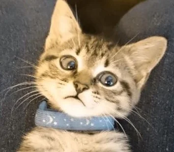 THE MANY EXPRESSIONS OF ARTEMIS SCAMARDO