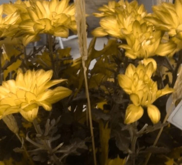 A STRAIGHTFORWARD SADNESS