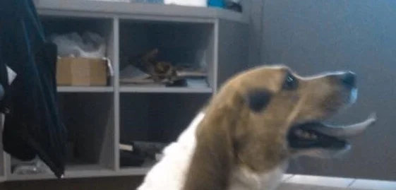 NOT ALL BEAGLES ARE BUDDY LIFTS