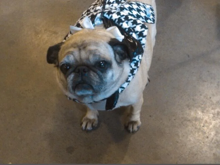 HUSKY. PUG. PUG. HUSKY.