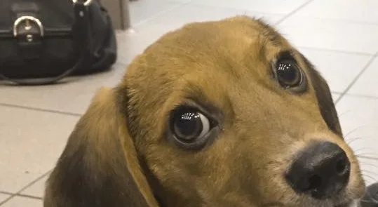 WHAT’S A PUPPY SAY?