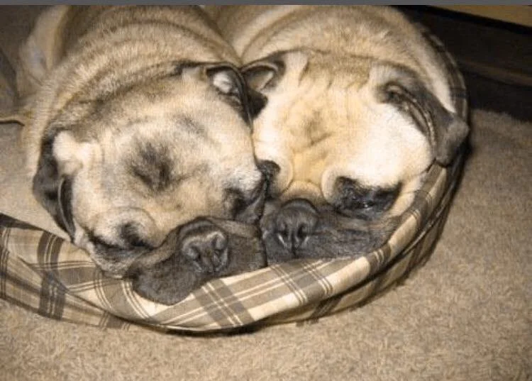 NOTED UNDER “SUBJECTIVE”