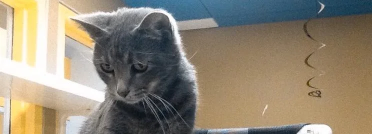 MATCHING PETS AND FURNITURE