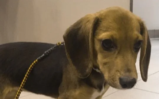 DOGS BARF THE STRANGEST THINGS