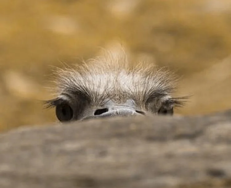 OSTRICH TRAINING