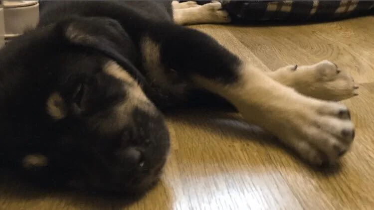 BELLA RASMUSSEN ON FOSTER PUPPIES