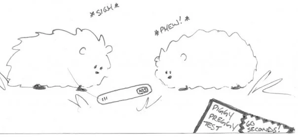 COOKIE THE GUINEA PIG