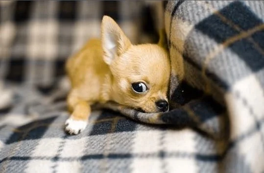 DO NOT MAKE EYE CONTACT