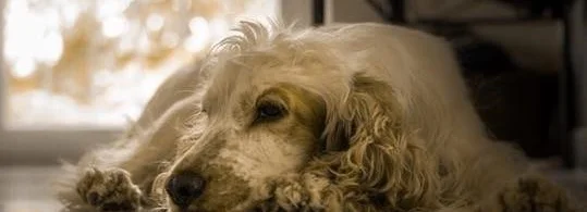 DON’T FORGET TO STOP AND PET THE DOGS