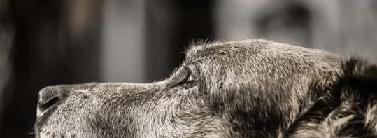 DO NOT KISS ALL THE PETS. WAIT, DO KISS ALL THE PETS