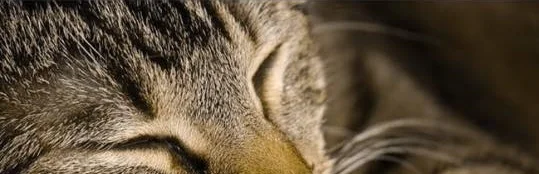 SOMETIMES PETS STAY AS LONG AS WE NEED