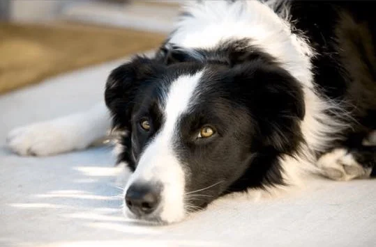 THE BEST DESCRIPTION OF CANINE COGNITIVE DYSFUNCTION I HAVE EVER HEARD