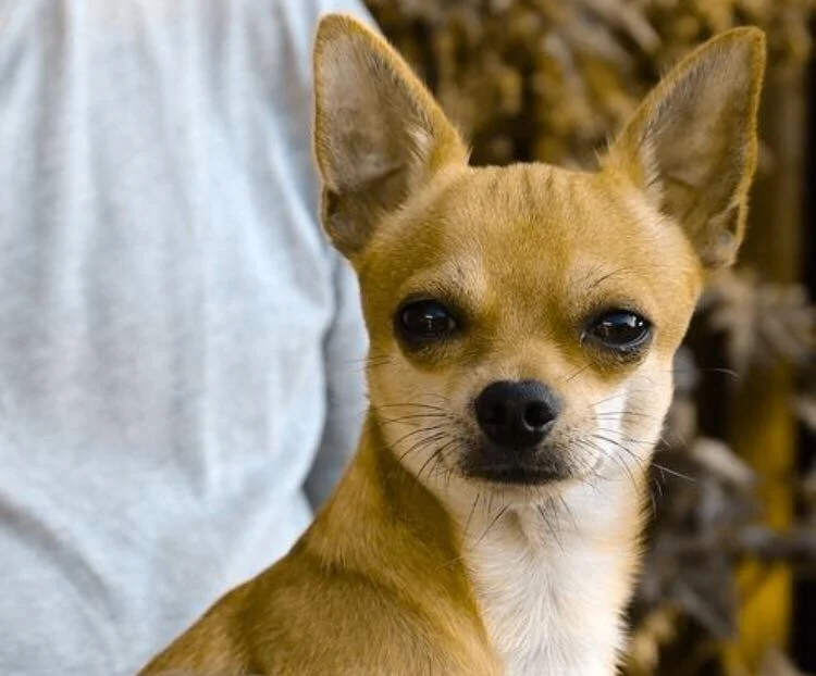 ON DISCUSSING TREATMENT PLANS