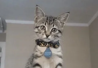 LOUD CAT IS FEISTY, PART 1