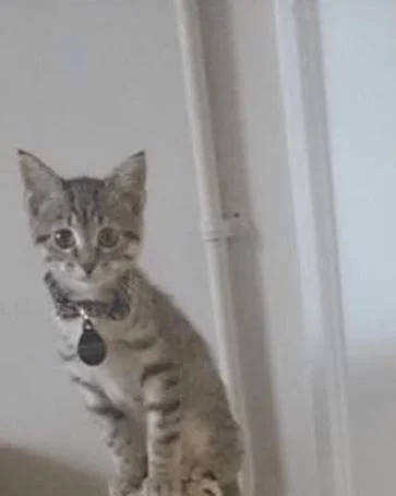 LOUD CAT IS FEISTY, PART 2