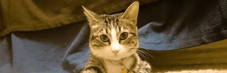 DO YOU HAVE ANY QUESTIONS? DOES YOUR CAT HAVE ANY QUESTIONS?