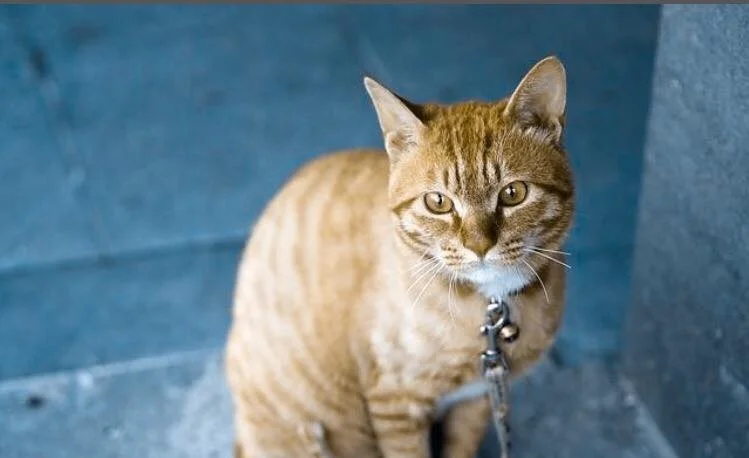 IF YOU CAN’T SAY ANYTHING NICE, I WILL ASK YOU WHAT YOU ARE THINKING