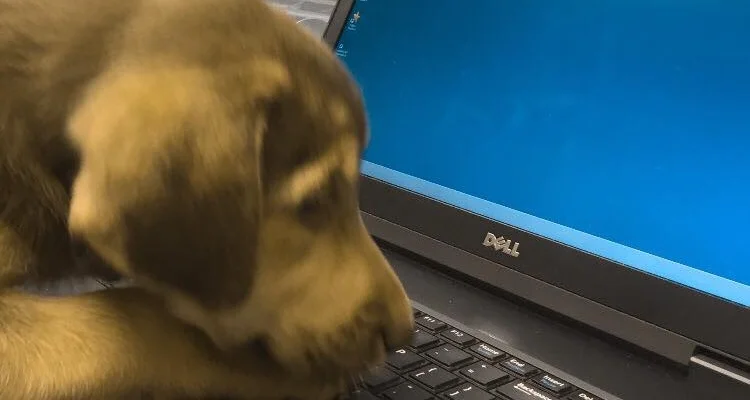 DR. GOOGLE KNOWS SOME GOOD STUFF TOO