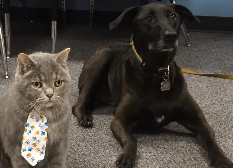 FRANK THE CAT AND JOY THE PUPPY HELP TEACH SUNDAY SCHOOL