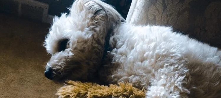 BECAUSE THEY ARE AT HIGHER GENETIC RISK, SCREENING FOR HEART DISEASE IS RECOMMENDED FOR ALL POODLES, SHIH TZUS, WAIT, THIS IS EASIER…