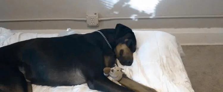 EVEN BIG BRAVE DOBIES GET SCARED SOMETIMES