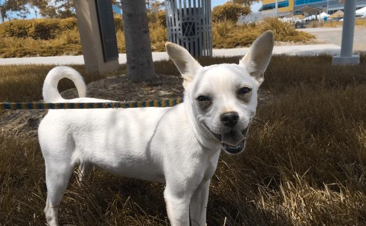 I DON’T TALK MUCH, BUT WHEN I DO, I AM OFTEN LOUD AND INAPPROPRIATE